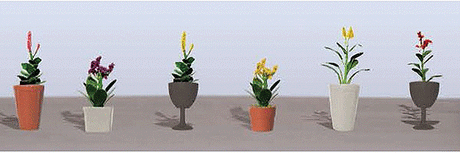 Assorted Potted Flower Plants -- Set #4 pkg(6)