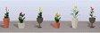 Assorted Potted Flower Plants -- Set #4 pkg(6)