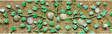 Cantaloupe Patch -- pkg(6)