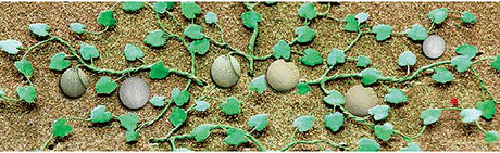 Cantaloupe Patch -- pkg(6)