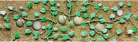 Cantaloupe Patch -- pkg(4)