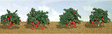 Strawberries -- pkg(8)