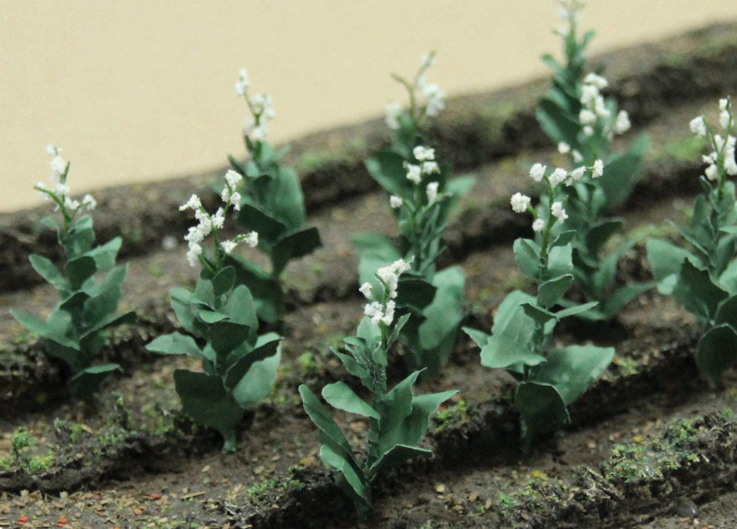 Tobacco Plants -- pkg(16)