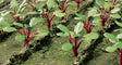 Rhubarb Plants -- pkg(28)