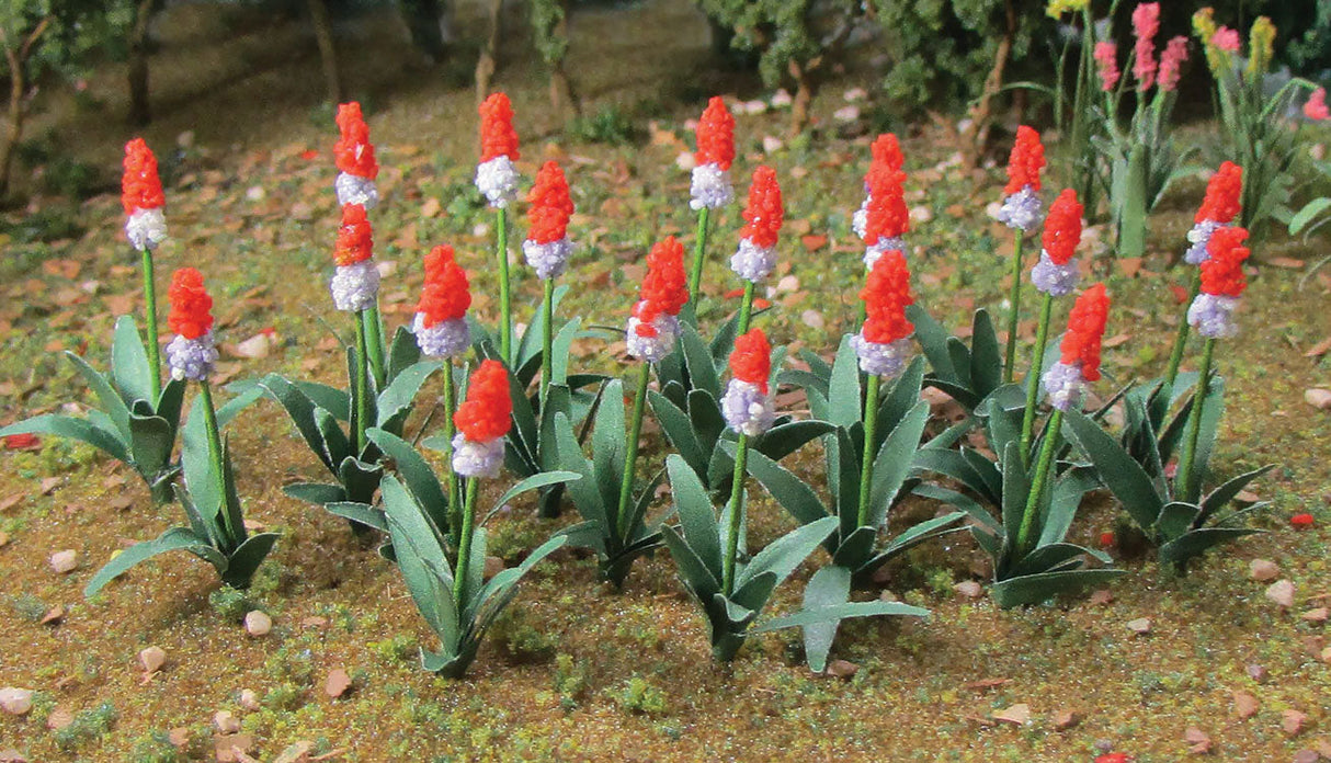 Primrose (Primula Vialii) pkg(32)