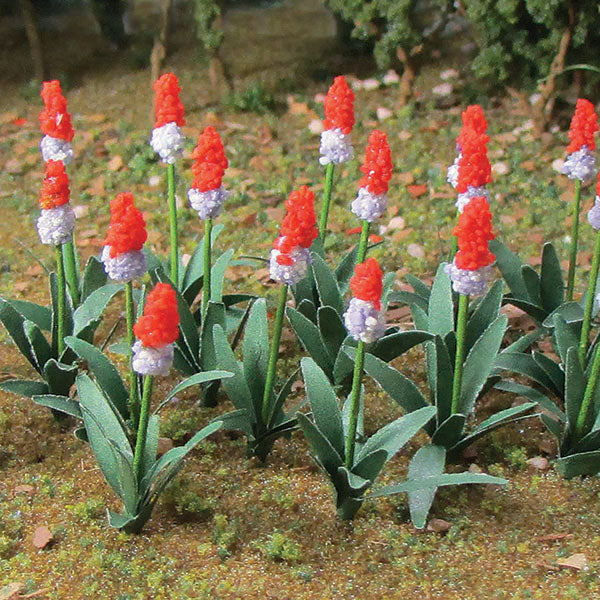 Primrose (Primula Vialii) -- pkg(18)