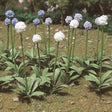 Giant Onion (Allium Giganteum) -- pkg(18)