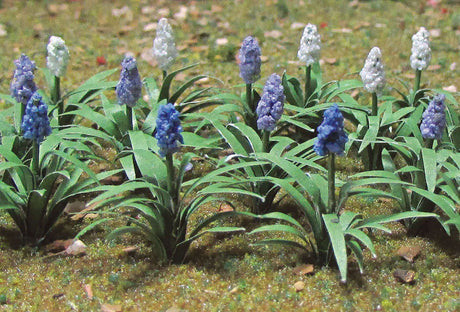 Grape Hyacinth (Muscari) pkg(32)