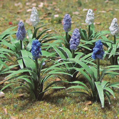 Grape Hyacinth (Muscari) -- pkg(18)
