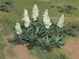 Yucca -- pkg(20)