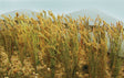 Wheat Stalks -- pkg(40)