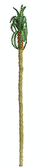 Professional Series Palm Trees -- 8"  22.9cm Tall pkg(2)-1