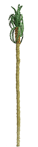 Professional Series Palm Trees -- 8"  22.9cm Tall pkg(2)-1