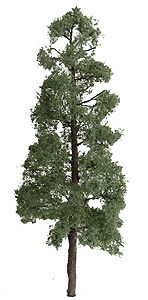 Professional Series Pine Tree -- 8"  20.3cm Tall