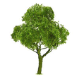 Professional Series Deciduous Tree -- 5-1/2"  14cm Tall