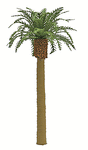 Professional Series Phoenix Palm Tree -- 6"  15.2cm Tall
