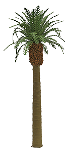 Professional Series Phoenix Palm Tree -- 8"  20.3cm Tall