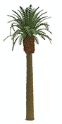 Professional Series Phoenix Palm Tree -- 8"  20.3cm Tall