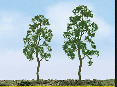 Birch Tree -- 3" pkg(3)