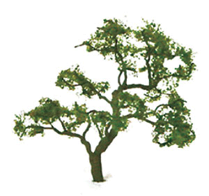Beech Tree -- 1-1/2" pkg(4)