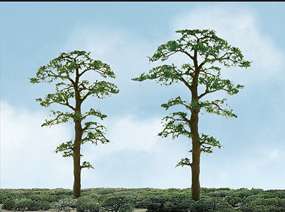 Scots Pine Tree -- 4" pkg(2)