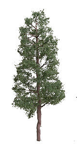 Pine Tree -- 8"