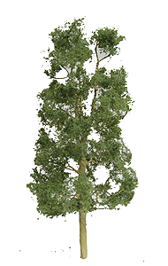 Sycamore Tree -- 6"