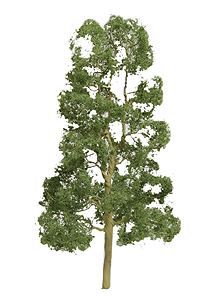 Sycamore Tree -- 8"