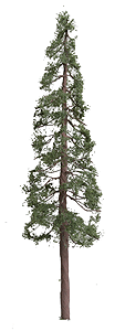 Redwood Tree -- 9"