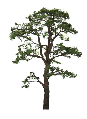 Scots Pine Tree -- 6"