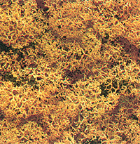 Lichen -- Light Green