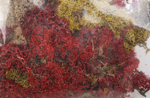 Lichen -- Mixed Colors