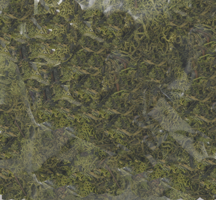 Lichen -- Light Green