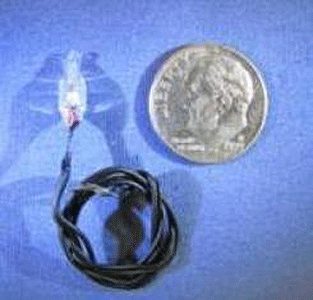Pepper Bulbs -- Claer 3V