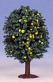 Orange trees