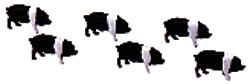 Farm Animals -- Hogs