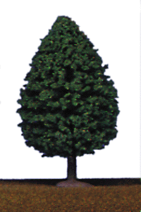 Trees -- 4" Poplar pkg(4)