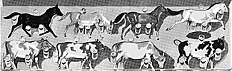 Cattle & horses        8/