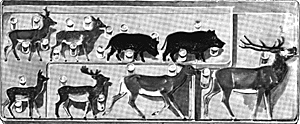 Forest animals         8/