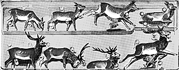 Deer                   8/