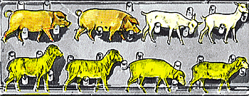 Farm animals           8/