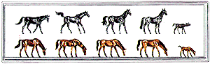 Animals -- Show Horses (3 Black, 3 Brown)