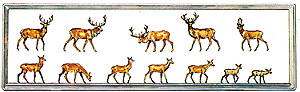Animals -- Red Deer (3 Bucks, 3 Does)