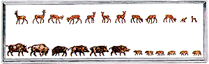 Animals -- Does & Wild Boars