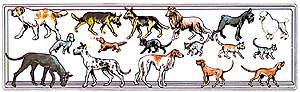 Animals -- Assorted Dogs & Cats-1