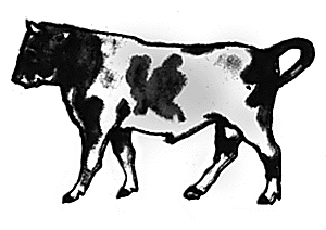 Bull standing