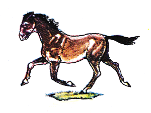Horse running