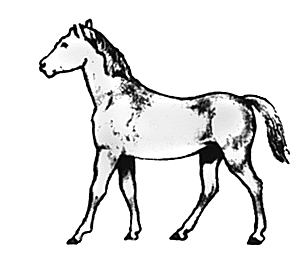 Horse walking