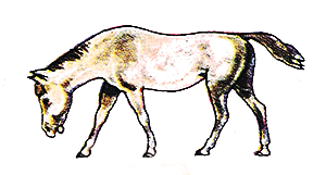 Horse eating