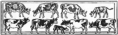 Animals -- Cows